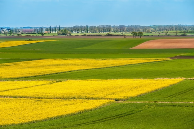 Farmland in broad strips of yellow flowering rapeseed and green crops under a blue sky